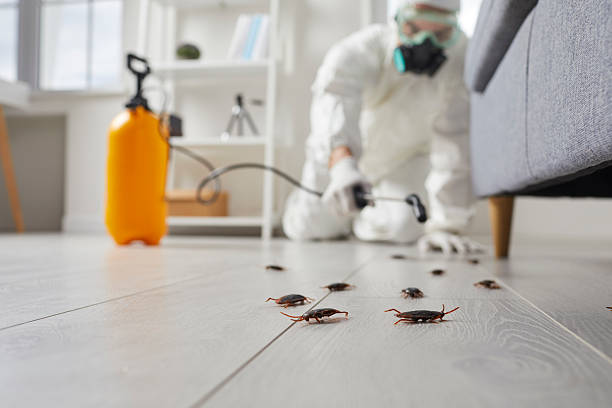 Post-Treatment Bed Bug Interceptor Monitoring in Lexington